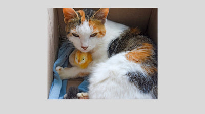 Pet Items